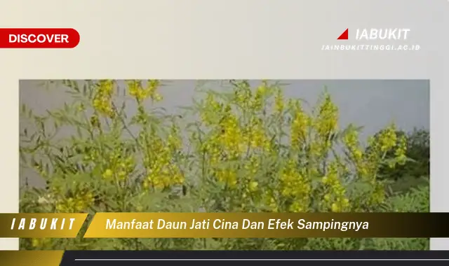 manfaat daun jati cina dan efek sampingnya