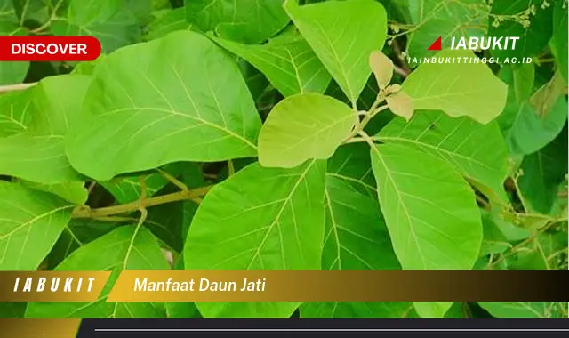 manfaat daun jati