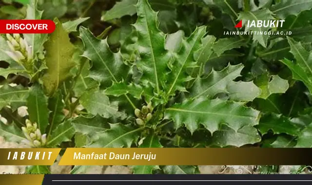 manfaat daun jeruju