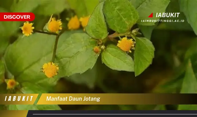 manfaat daun jotang