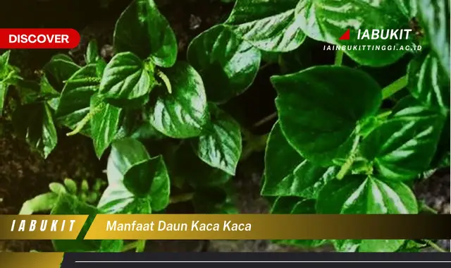 manfaat daun kaca kaca