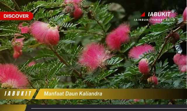 manfaat daun kaliandra