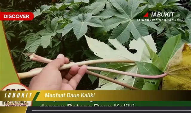 manfaat daun kaliki