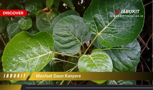 manfaat daun kanyere