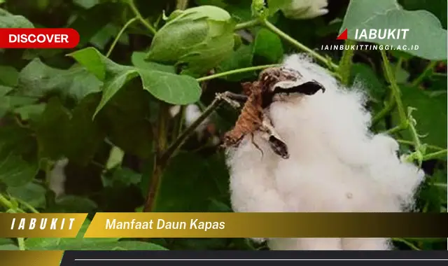 manfaat daun kapas