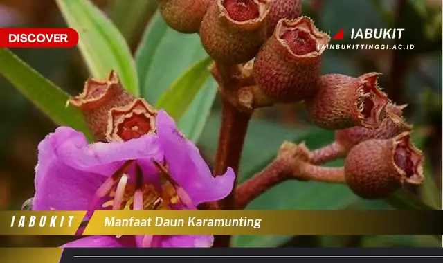 manfaat daun karamunting