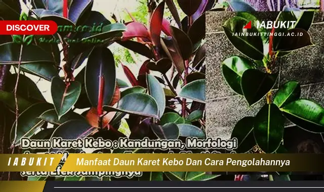 manfaat daun karet kebo dan cara pengolahannya