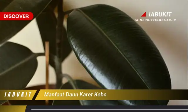 manfaat daun karet kebo