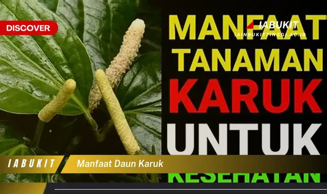 manfaat daun karuk