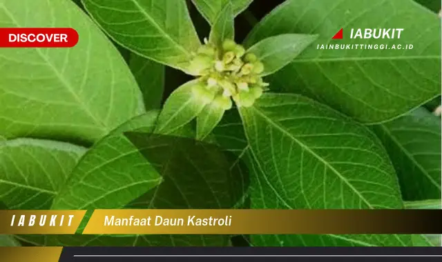 manfaat daun kastroli