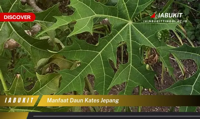 manfaat daun kates jepang