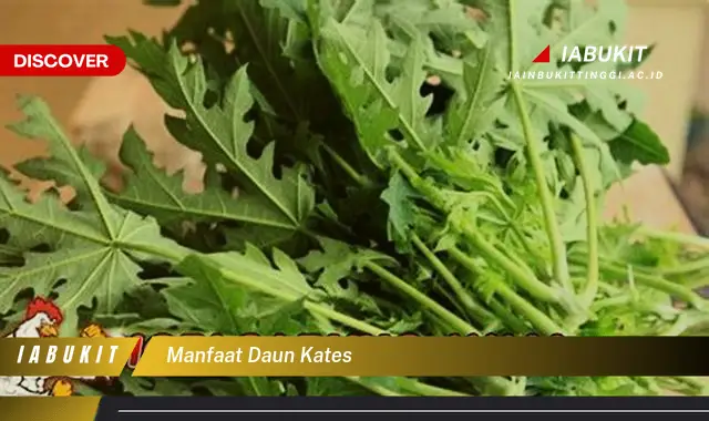 manfaat daun kates