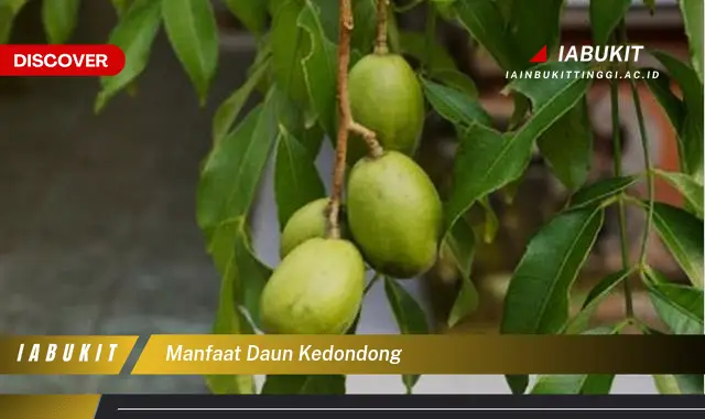 manfaat daun kedondong