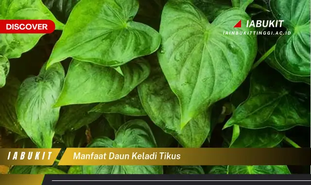 manfaat daun keladi tikus