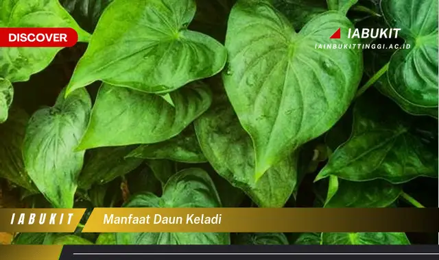 manfaat daun keladi