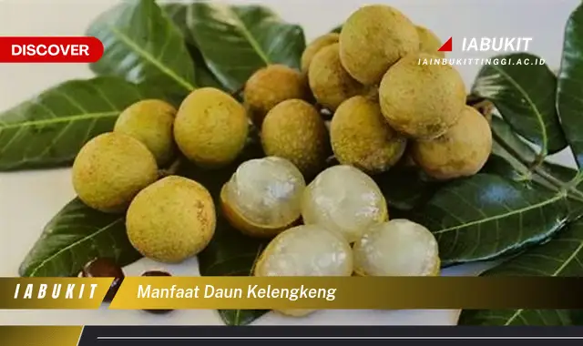 manfaat daun kelengkeng