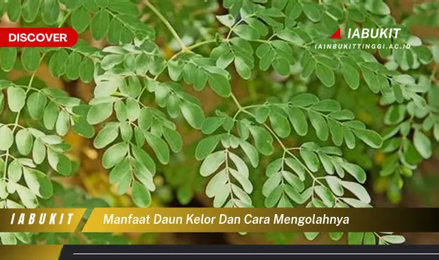 manfaat daun kelor dan cara mengolahnya