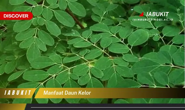 manfaat daun kelor