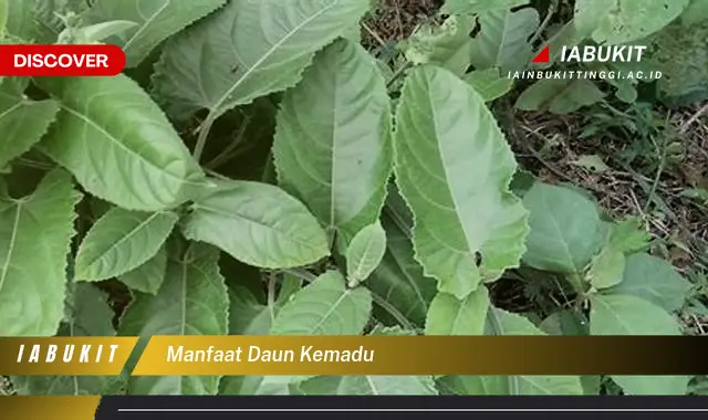 manfaat daun kemadu