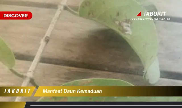 manfaat daun kemaduan