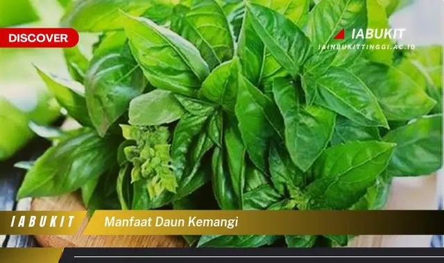 manfaat daun kemangi