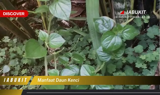 manfaat daun kenci