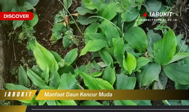 manfaat daun kencur muda