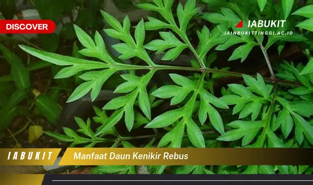 manfaat daun kenikir rebus