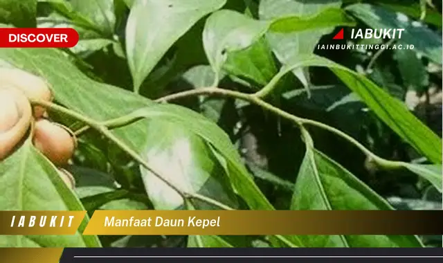 manfaat daun kepel