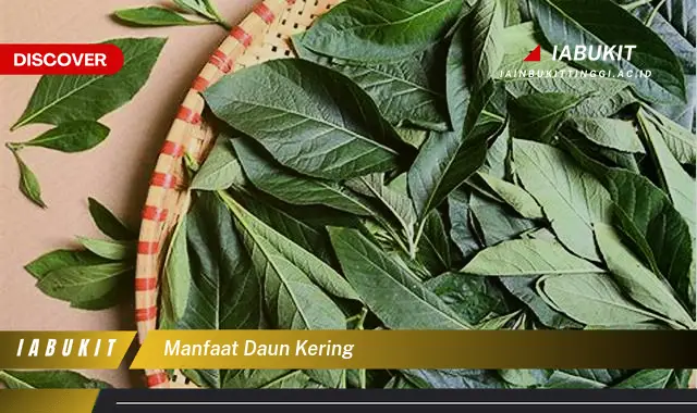 manfaat daun kering