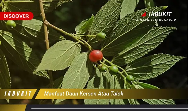 manfaat daun kersen atau talok