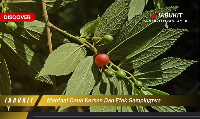 manfaat daun kersen dan efek sampingnya