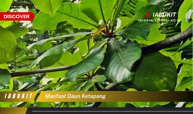 manfaat daun ketapang