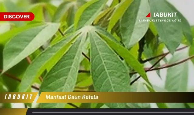 manfaat daun ketela