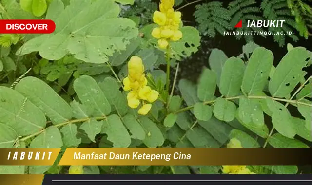 manfaat daun ketepeng cina