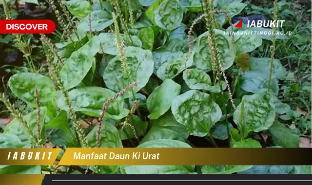 manfaat daun ki urat