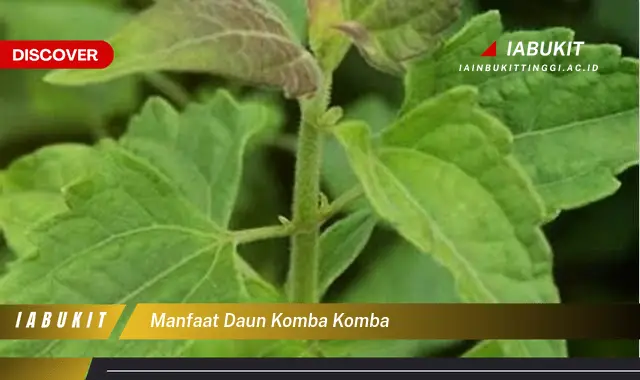 manfaat daun komba komba