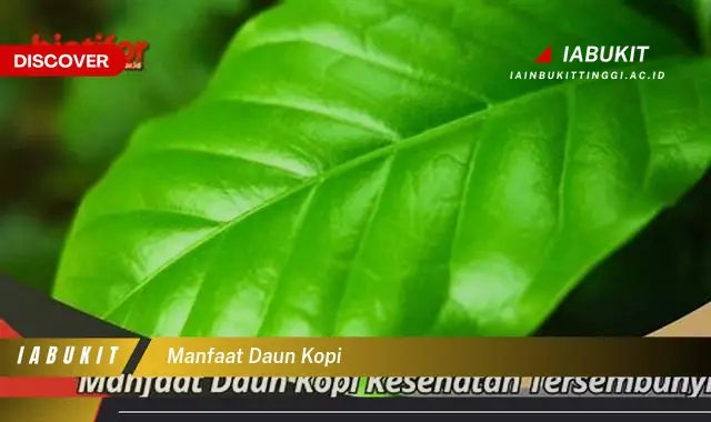 manfaat daun kopi