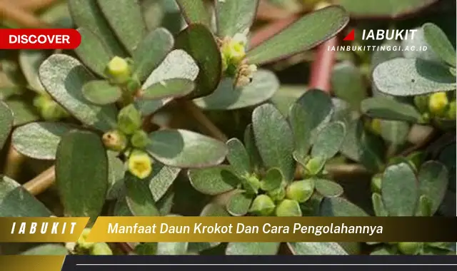 manfaat daun krokot dan cara pengolahannya