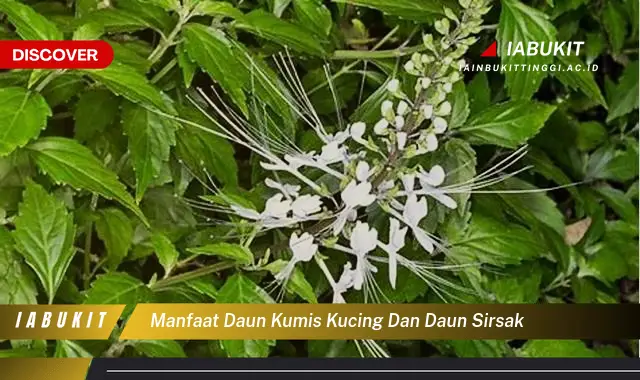 manfaat daun kumis kucing dan daun sirsak