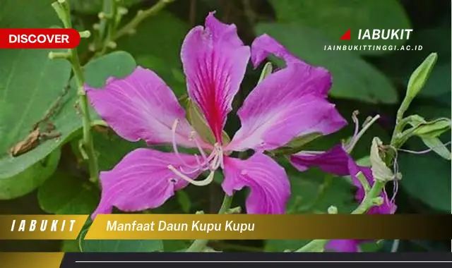 manfaat daun kupu kupu