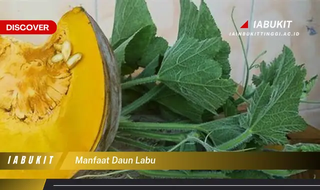 manfaat daun labu