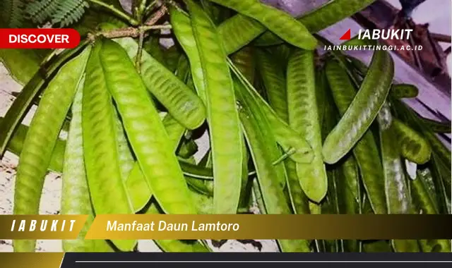 manfaat daun lamtoro