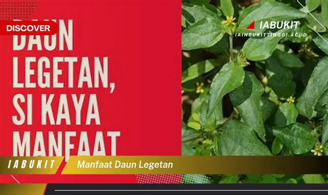 manfaat daun legetan