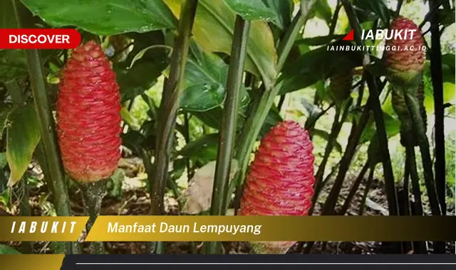 manfaat daun lempuyang