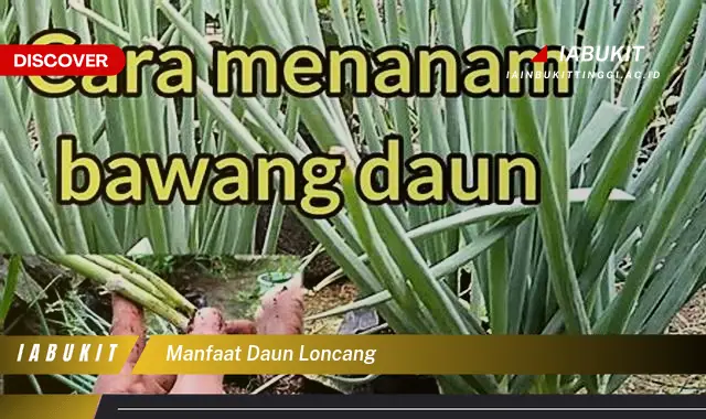 manfaat daun loncang