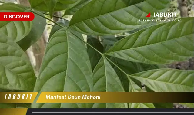 manfaat daun mahoni