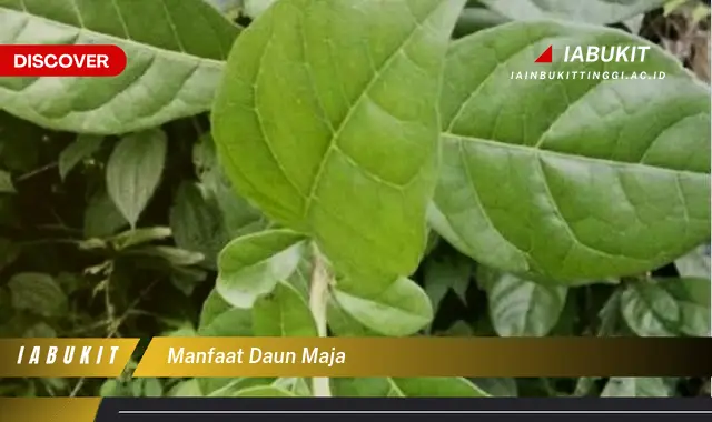 manfaat daun maja