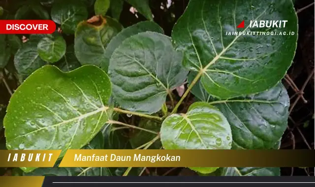 manfaat daun mangkokan