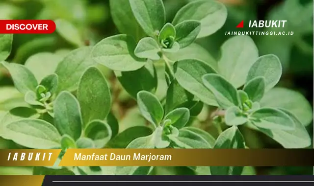 manfaat daun marjoram